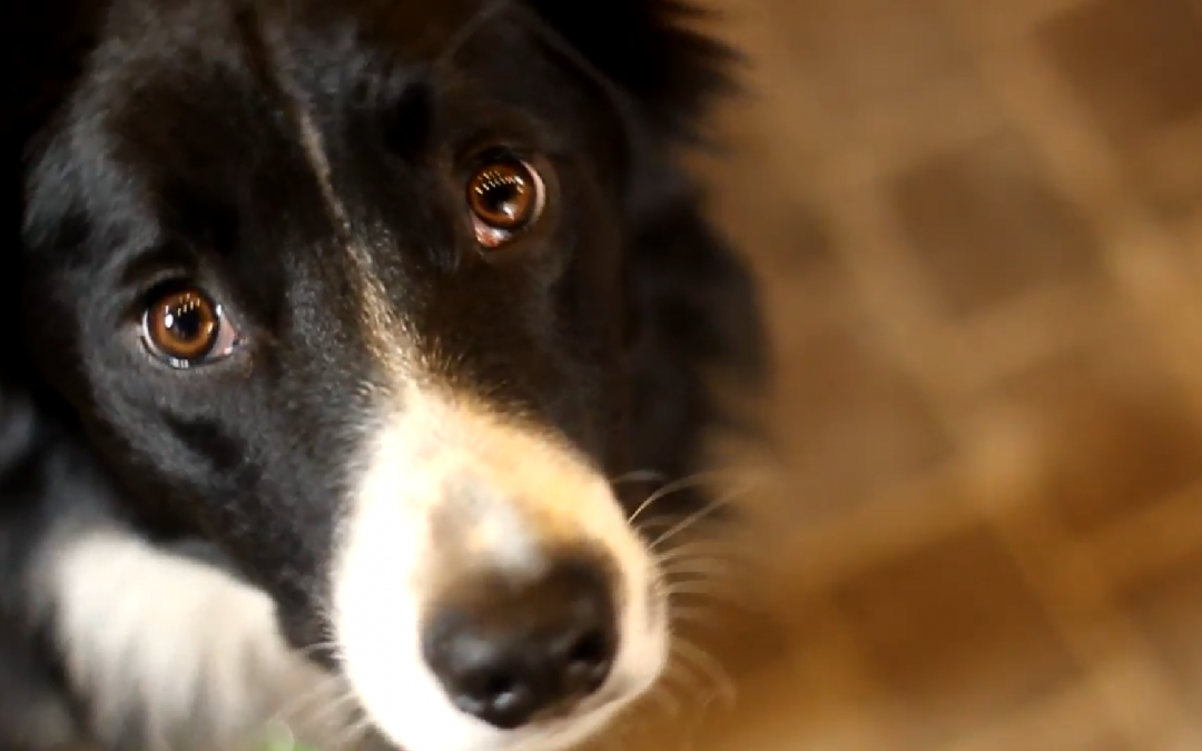 Meet Caddy the Border Collie