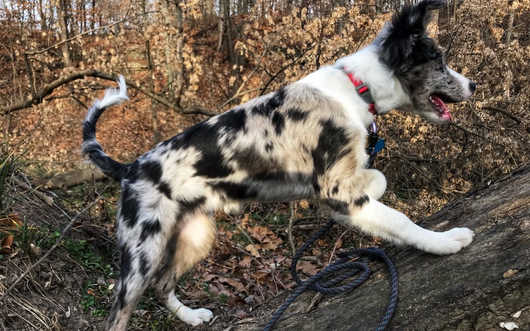 Meet Piper the Border Collie from Kansas City