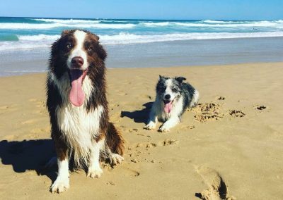 two border collie dogs tongue on the beach