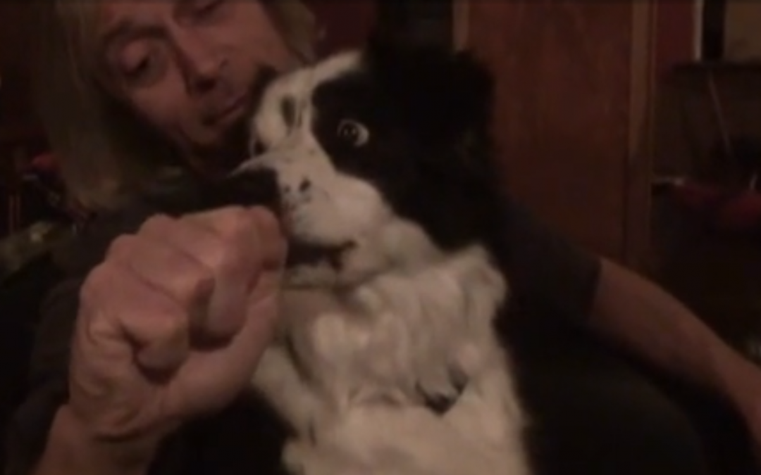 Watch This Border Collie’s Funny Reaction To Her “Nose Getting Stolen”