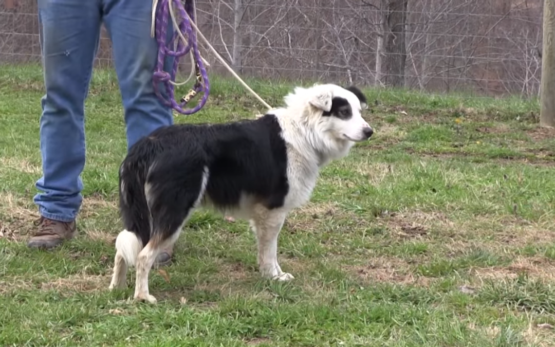 Border Collie Training Basics featuring Tim Farmer