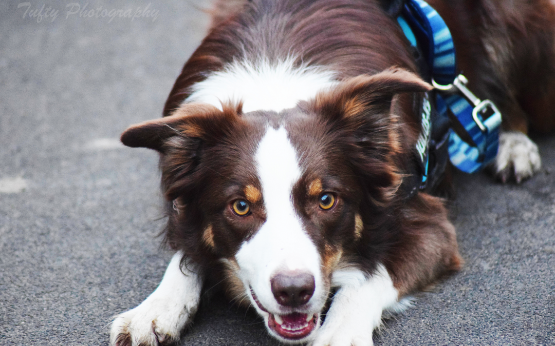 Bailey the Border Collie is a Loyal and Comforting Friend!