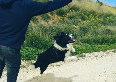 border collie jumping up