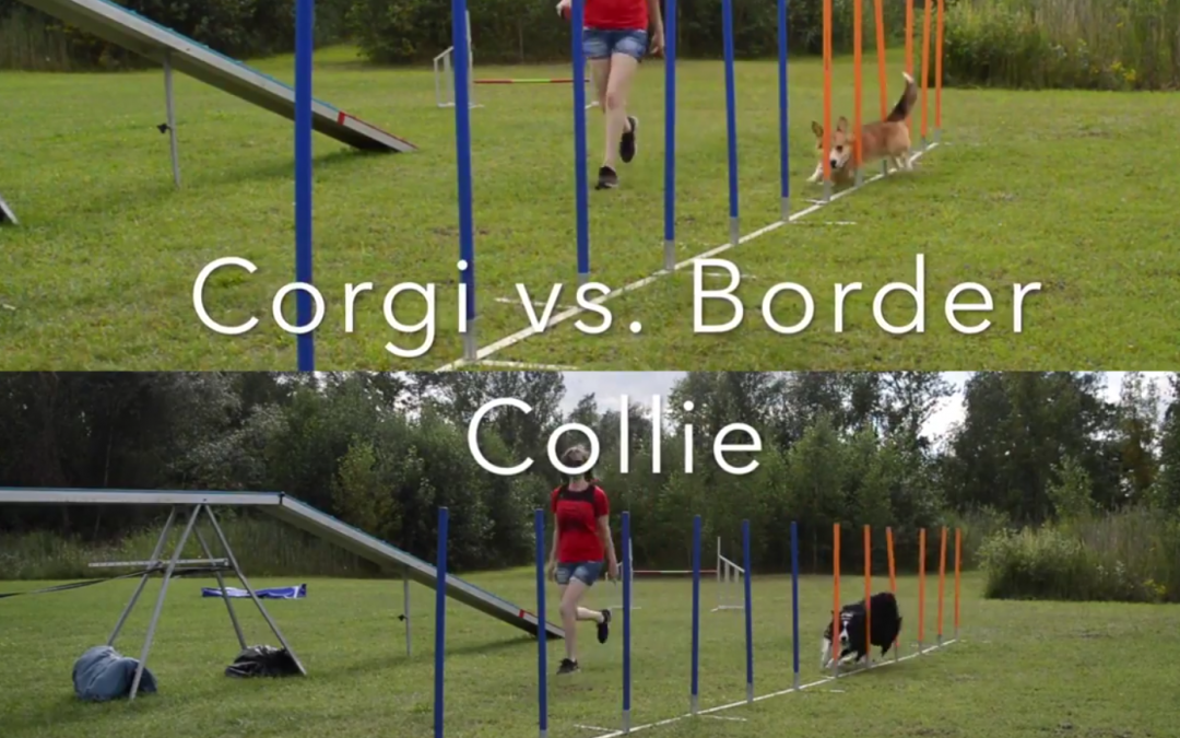 Corgi vs. Border Collie Agility Training!  Who’s Faster?