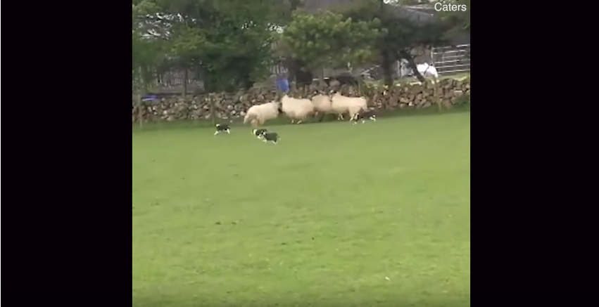 Puppies Herding Sheep