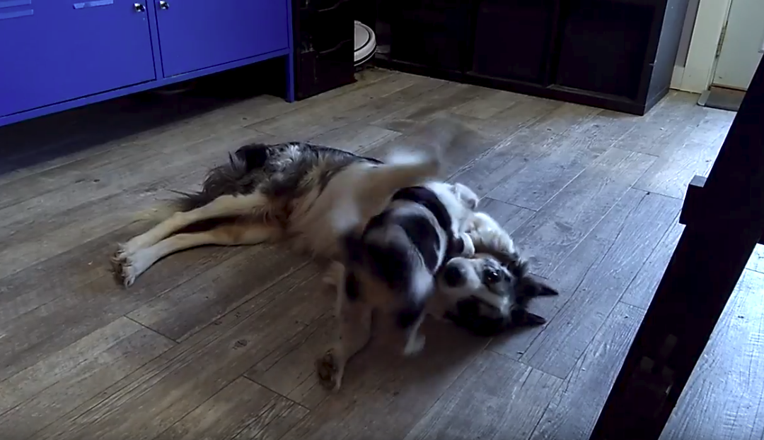 Puppy Playing With Mother