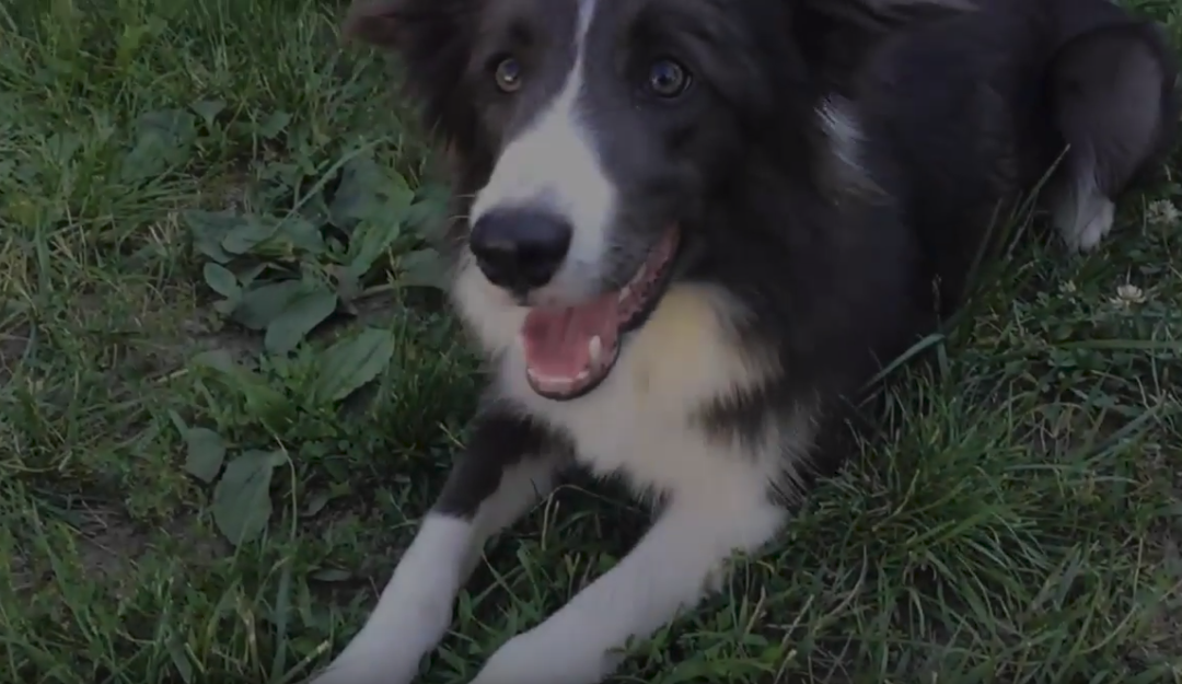 Riley The Border Collie