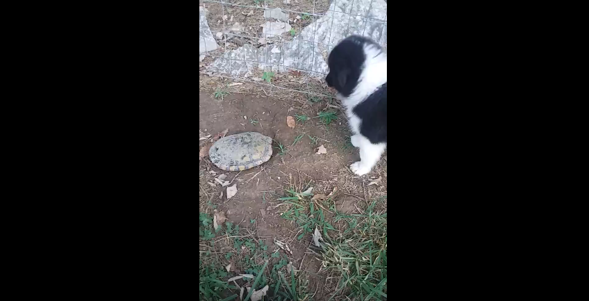 Puppy and Turtle