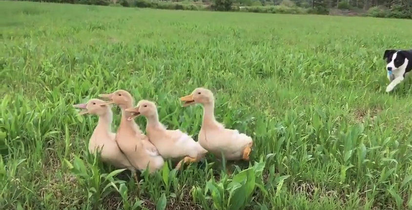 Meeting the Ducks