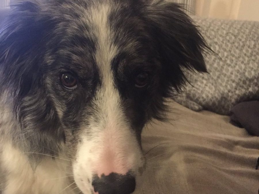 Milly the Border Collie Loves to Jump Around!