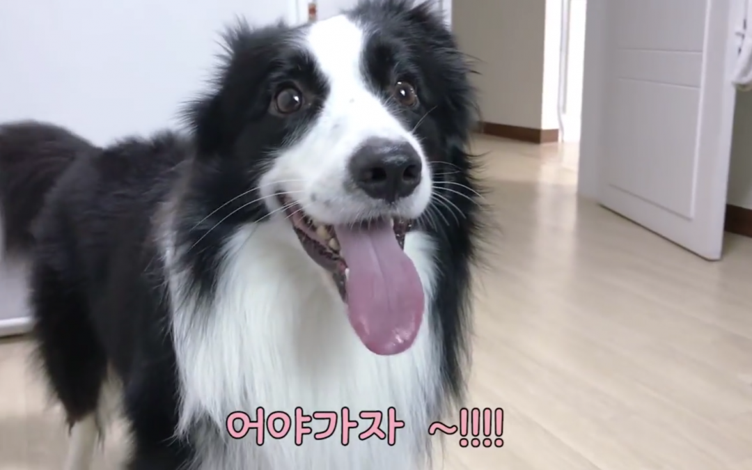 Cute Border Collie Goes Swimming in Korea