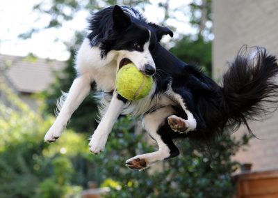 jumping border collie with tennis ball in mouth