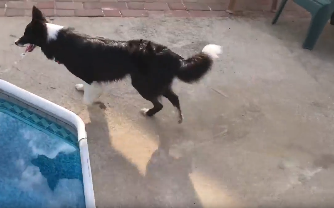 Pool Swimming