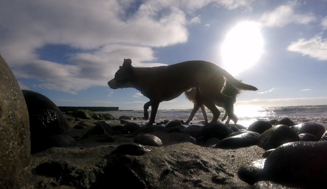 Beach GoPro Video