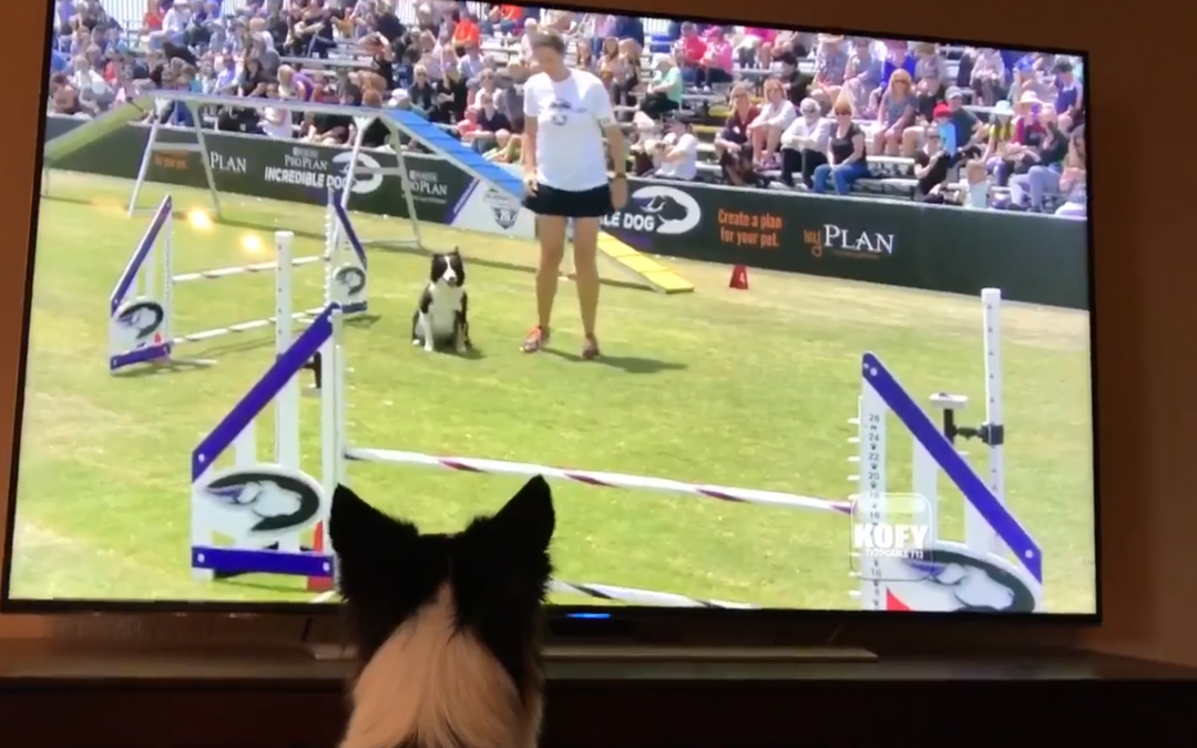 Champion Border Collie Loves Watching Herself on TV
