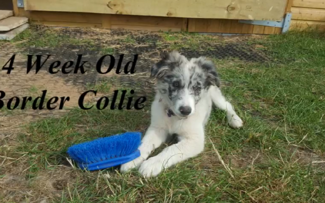 Fun with 14 Week Old Border Collie Puppy Nora