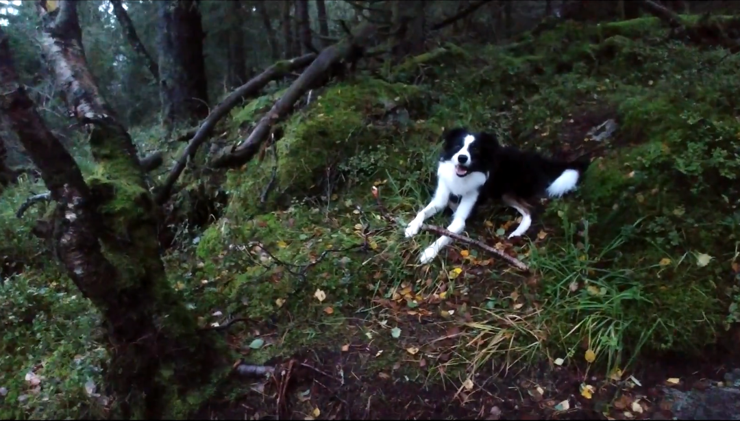 Border Collie Trip