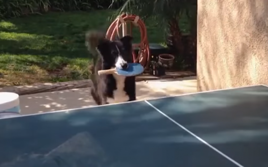 This Border Collie Can Play Ping Pong!