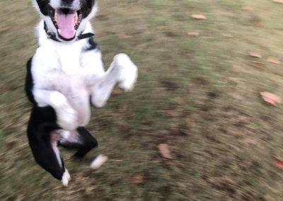 border collie mix dog jumping around