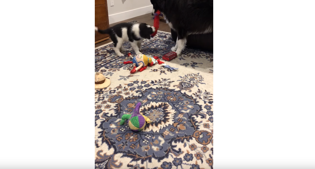 Border Collie Tug-of-War