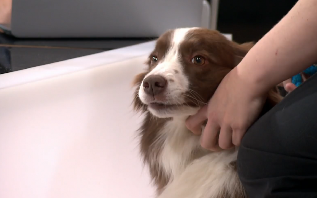 Border Collie Voted Most Heroic Pet in the British Isles