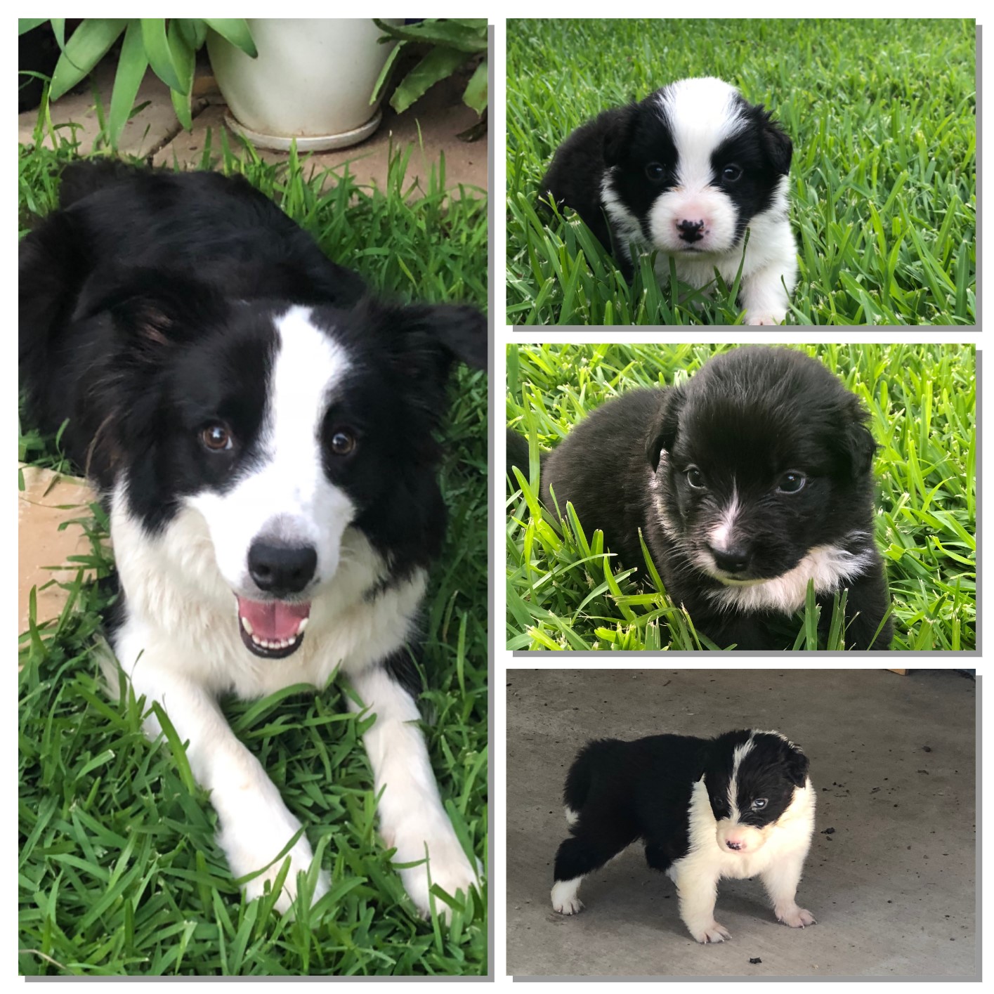 4 week old border collie