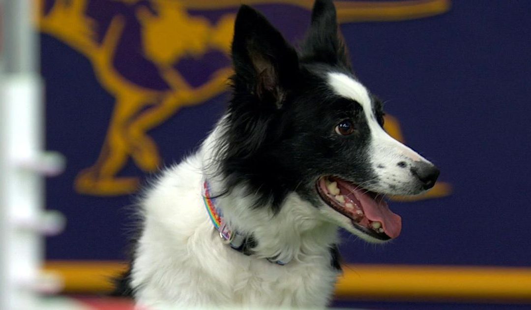 Fame the Border Collie Wins 2018 Masters Agility Championship