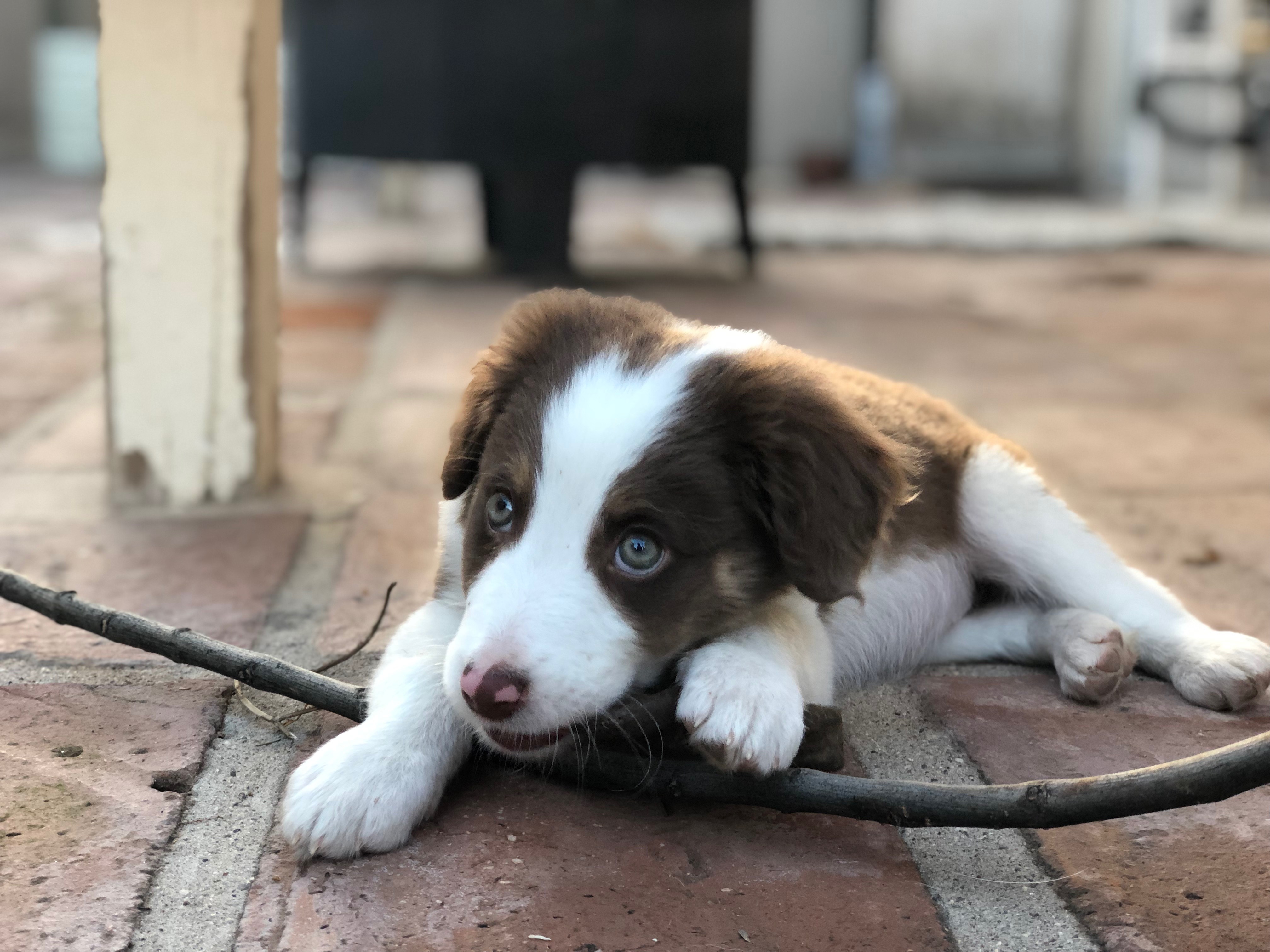chocolate border collie for sale