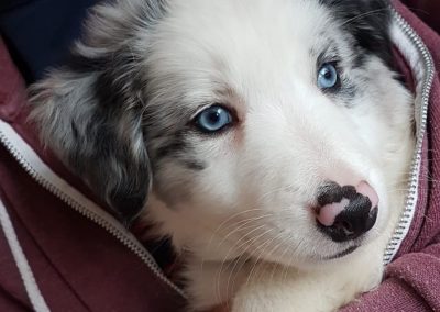 blue merle border collie puppy