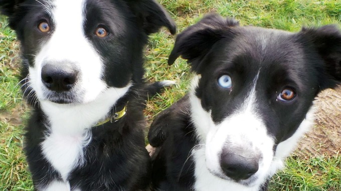 border collie eyes