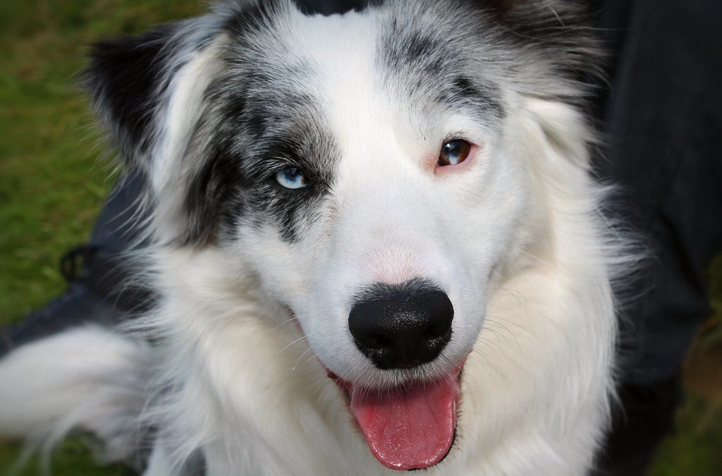 Border Collies with Heterochromia