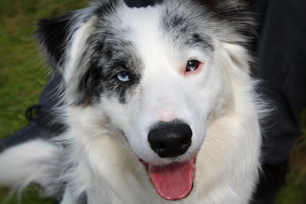 border collie eyes