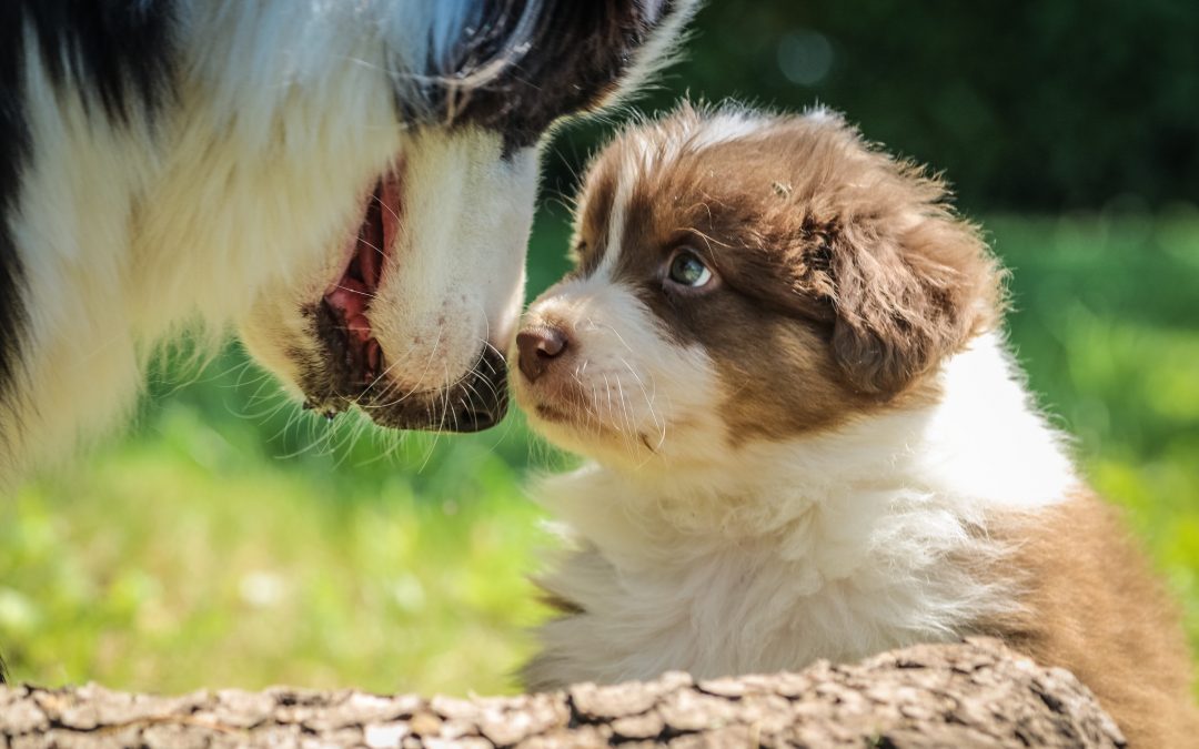 20 Popular Names for Border Collies