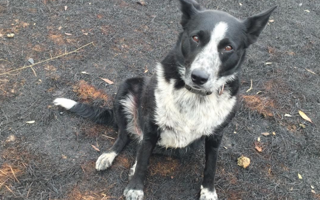 Patsy the Wonderdog Saves Flock of Sheep