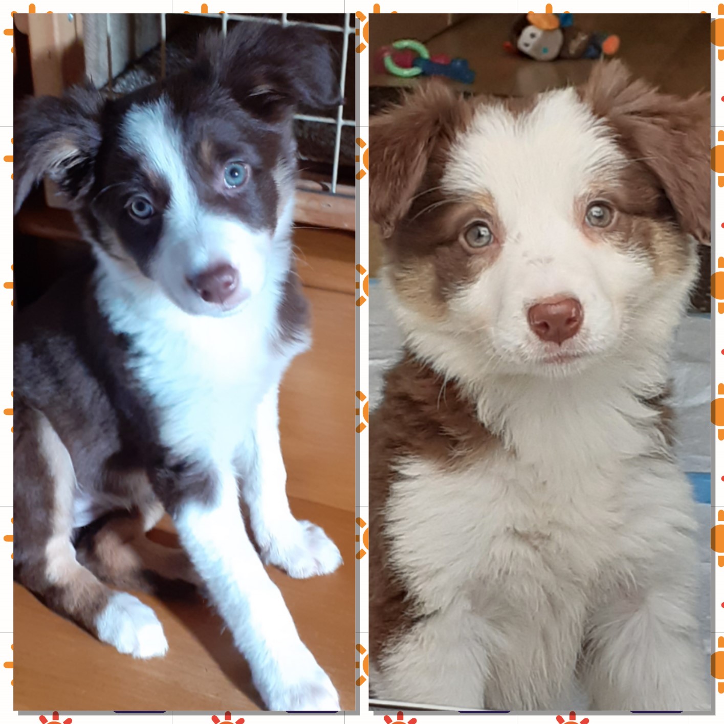 Puppies Border Collie Fan Club