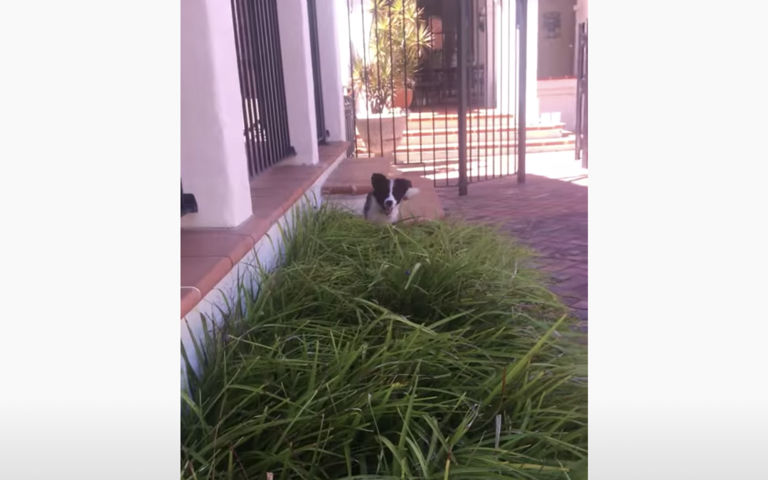 Cute Border Collie Puppy Playing in the Grass