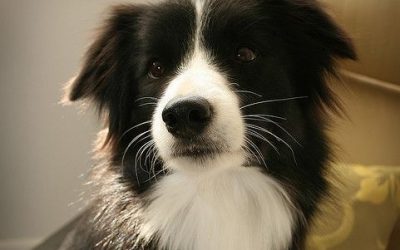 Fly the Border Collie is a Loving Companion