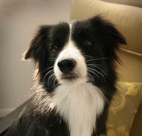 Fly the Border Collie is a Loving Companion