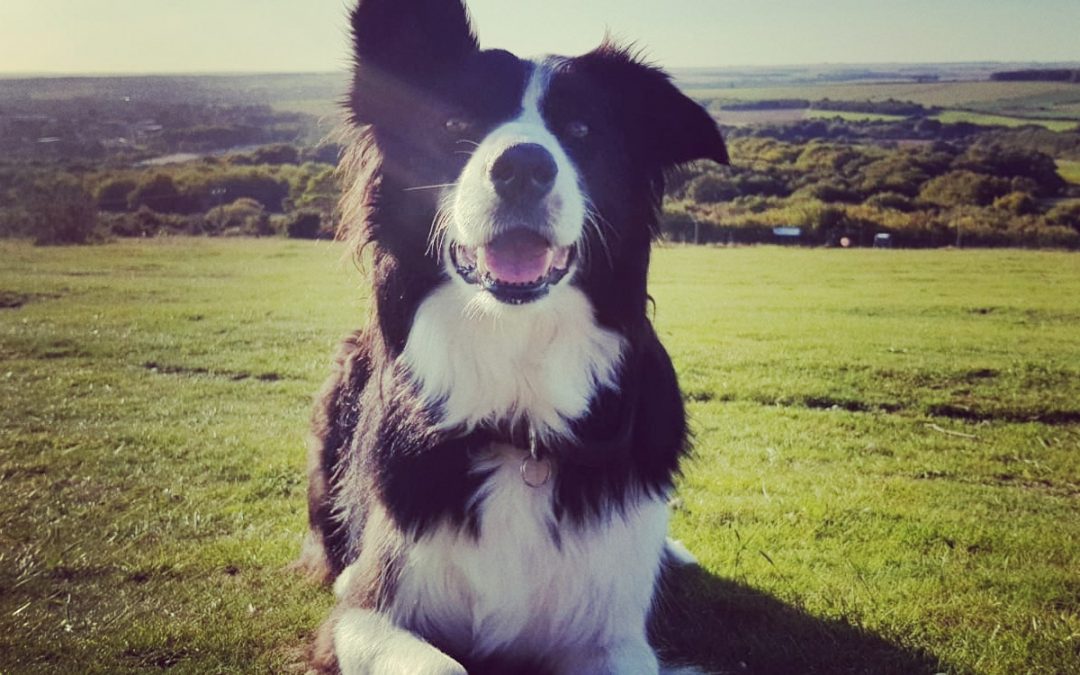 Millie the Border Collie Loves to Round Up Everything!