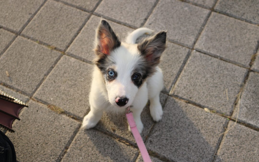Kya Chanel is an Adorable Border Collie Puppy!