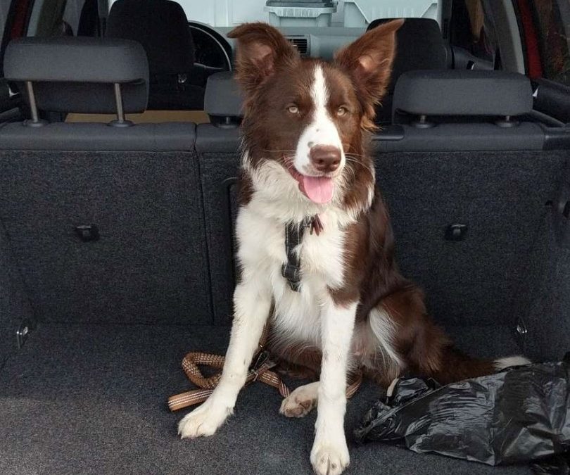 Arya is a Very Loyal Border Collie