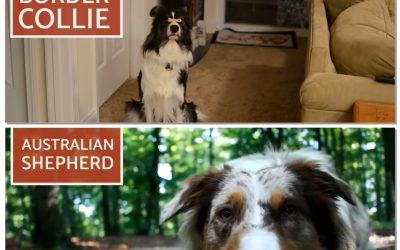 Border Collies Versus Australian Shepherd – What’s the Difference?