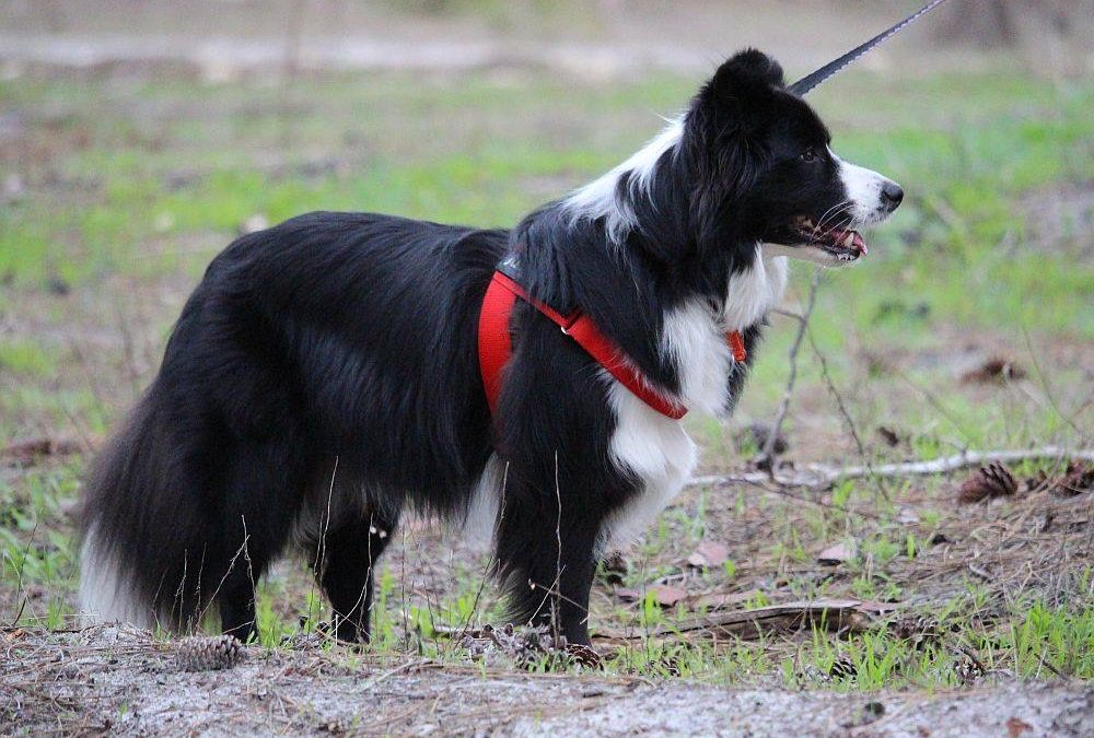 Delta is a Multi-Talented Border Collie