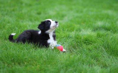 Meet Border Collie Puppy Luna!