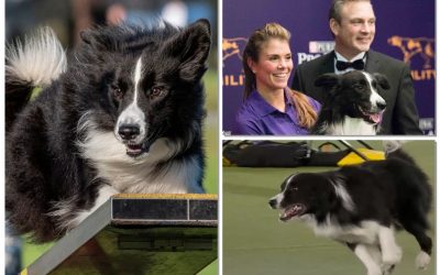 Kaboom the Border Collie Wins the 2022 Masters Agility Championships
