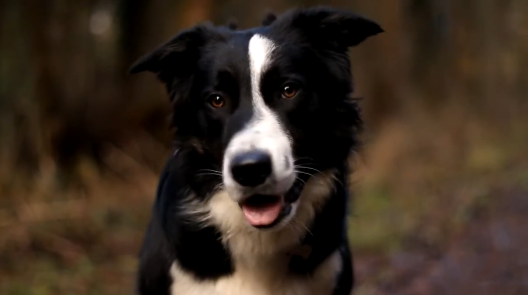 Cute Instagram Video of Nayati the Border Collie