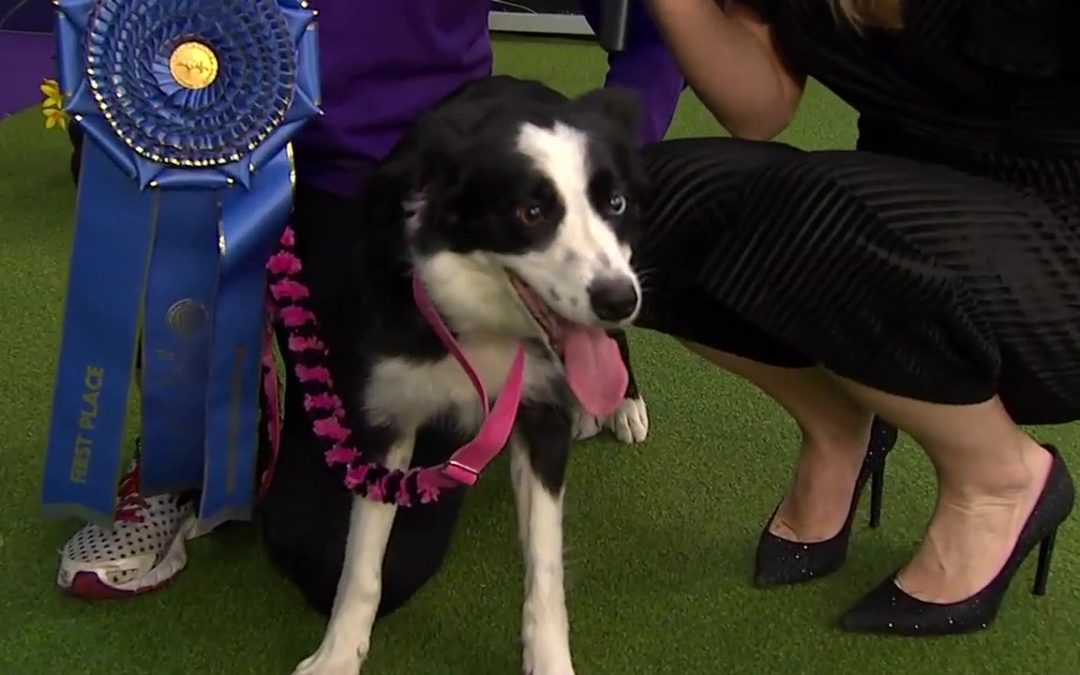 P!nk the Border Collie Wins Agility Competition at 2020 Westminster Kennel Club Dog Show