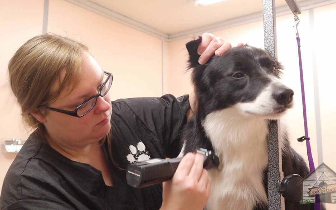 BorderCollieFC’s Best Tips for Grooming Your Border Collie