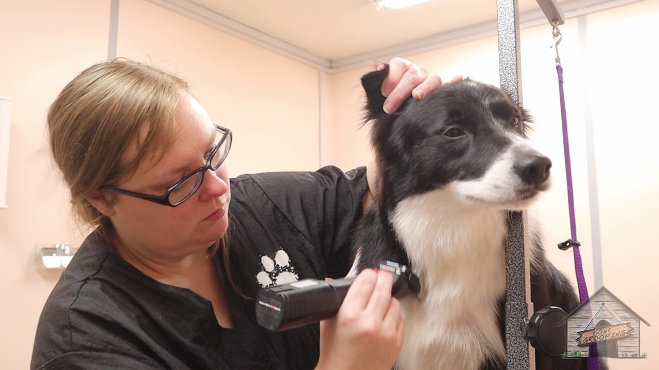 How To Care For Border Collies