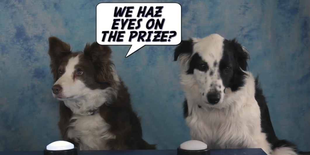 Why Do Border Collies Stare?